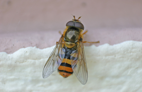 Gemeine Garten-Schwebfliege (Syrphus ribesii) - © Emanuel Trummer